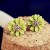 Daisy Green Gold Plated Stud Earrings